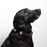 Pampeano Pampa Dog Collar #colour_hermoso